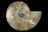 Agatized Ammonite Fossil (Half) - Madagascar #139672-1